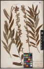 Foto von Salix aurita L. x Salix viminalis L.